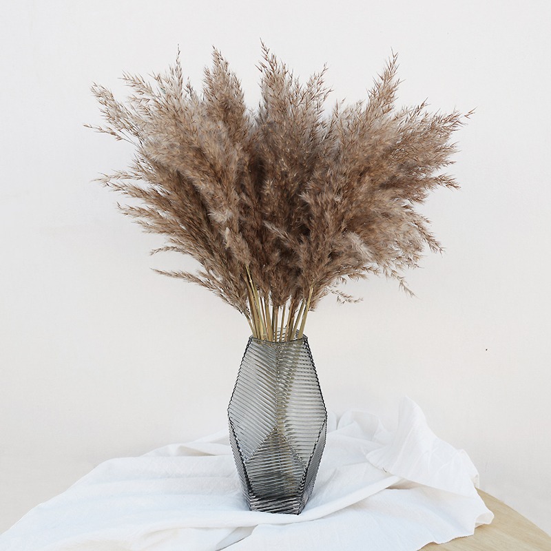 10Pcs Colorful Natural Reeds P - đánh giá và giá Pampas Grass Decor